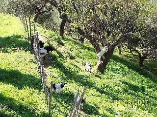 Oda ve Kahvaltı Sciarammola Patti